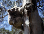 australia - koala.jpg